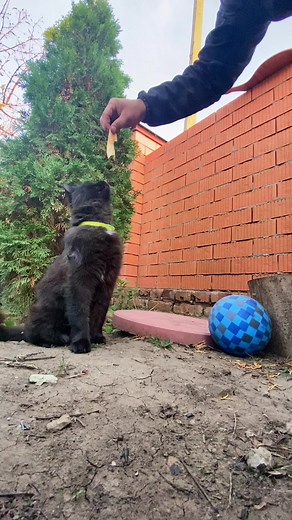 Шамиль Халакурбанов on TikTok