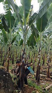 1.1M views · 12K reactions | Pagod Hindi Susuko Salamat mga Ka Farmer's sa Support And Advices #reelsviralシfb #follower #lakatanfarming | Marvel Jhon Cardines | Facebook