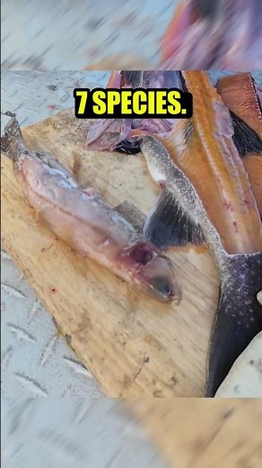 The Ultimate Filet Guide