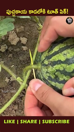 Why Is This Farmer Sticking a Toothpick into Watermelon? 🤯🍉 #ytshorts #viral #facts
