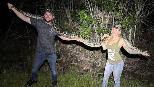 'A long 10 days': Florida Python Challenge winner captured 60 snakes and $10K. How she did it