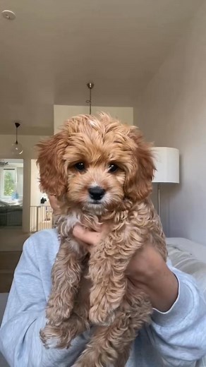 🌟 Why Cavapoo Puppies Are Stealing Everyone’s Hearts in 2025! 🌟 The Cutest, Smartest, Most Lovable Designer Dog You’ll Ever Meet 🐶❤️ If you’ve been scrolling through Facebook lately, you’ve probably noticed one fluffy face popping up everywhere… the Cavapoo puppy! And honestly? It’s no surprise. These little lovebugs are becoming one of the most searched dog breeds online — and for good reason! 🐾 What Exactly Is a Cavapoo? A Cavapoo is the adorable mix of a Cavalier King Charles Spaniel and