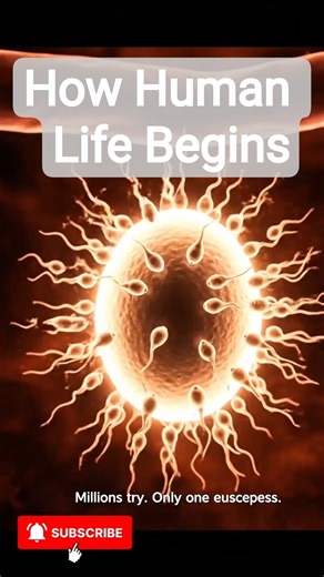 The Beginning of Life | Inside Fertilization (3D Short)