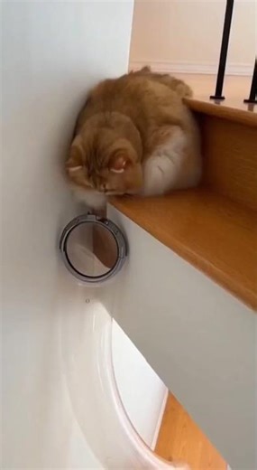 AI Created The Funniest Cat Memes Ever 🤣 You Will Cry Laughing!