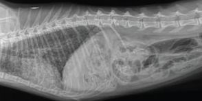 Radiology Case of the Week | Feline Miliary Pulmonary Pattern