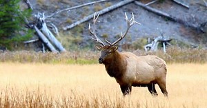 Nature: Yellowstone National Park