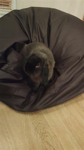 Morning exercises for a rabbit #cute #rabbit #animals