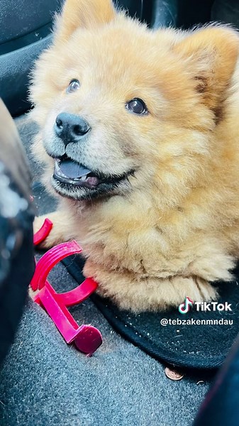 Human Size Teddy Bears: Soft and Adorable Companions
