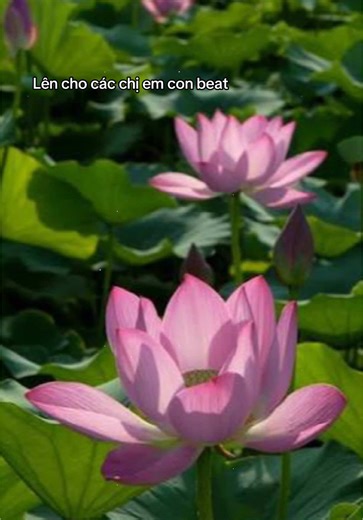 Nửa đời…..#diudang#beatdiu