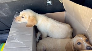 79K views · 10K reactions | They bring 3 more puppies in the shelter...