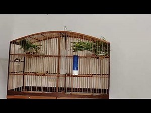 COMO APRONTAR COLEIRO SEM FÊMEA