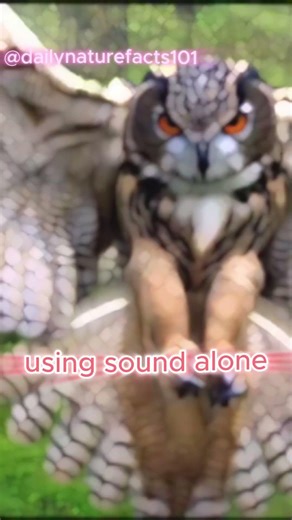 Owl Ears Are Built Different #owls