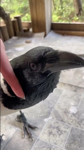 Can You Pet A Crow?