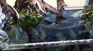 6.2K views · 189 reactions | The dual ADA mini M expressing their beingness here in the evolving space we call TheAquariumDesignStore. Progress continues at a lovely pace on our expanded concept store, and we hope you will join us for the unveil, coming soon. Fish finally to be added to these two layouts next week. Until then we enjoy the particular stillness that each aquascape posses just prior to the addition of fish. | Aquarium Design Group | Facebook