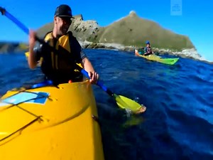 Sassy Seal Slaps Man In The Face With An Octopus
