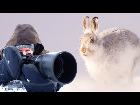 7 Essential Winter Wildlife Photography Tips in Snow | Mountain Hares, Cairngorms Scotland
