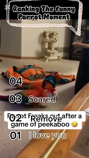 Ranking The Funny Parrot Moment 🤣🦜💫#funny #viral #parrt #trending #reels