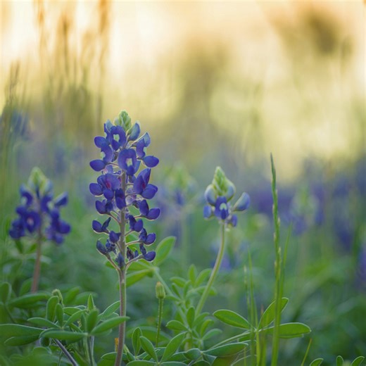 How to Plant Your Own Field of Texas Bluebonnets
