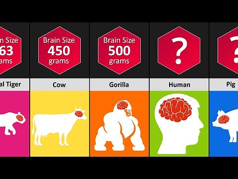 Animal Brain Size Comparison - Which Animal Has The Biggest Brain? DataPoints