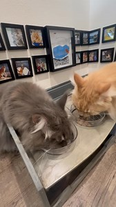 Ya think we like our Food ? 😹😻 #catfood #yummy #cat Boss Cat Brand | Fisher The Maine Coon