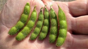 Bayer's New Soybean Tolerates Five Herbicides - The HighWire