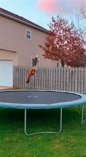 Jumpy Fox