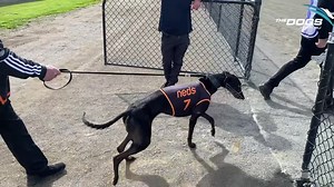 The queen is back! She's A Pearl raring to go at Goulburn Greyhound Racing Club 👏👏👏👏👏👏👏👏 #thedogs #MDC #MillionDollarChase TAB | The Dogs