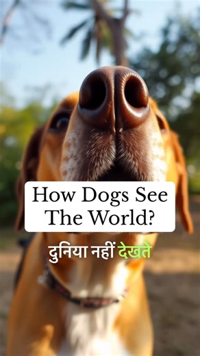 How dogs see the world? Through nose first. Fascinating.. | Oh My Dog