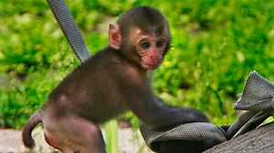 Adorable baby snow monkey is born at Wisconsin zoo; first healthy birth in 26 years
