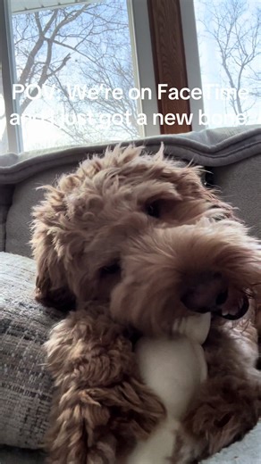 Nobody interrupt me! #fyp #goldendoodle #dogsoftiktok #facetime