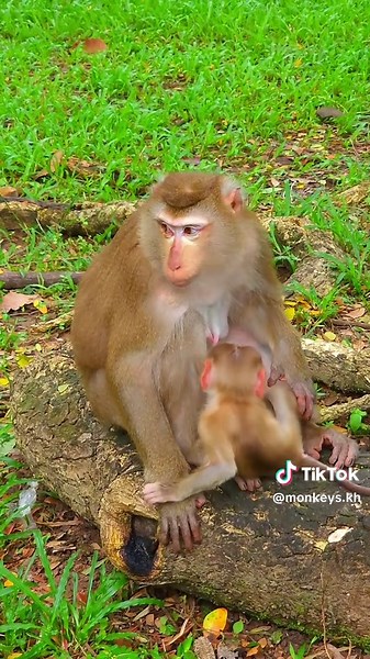 Adorable Baby Lynx Captivating Heartwarming Moments