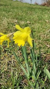 Frühlingsanfang 20 März 2026/15:46 / Spring begins March 20, 2026 / #frühling #nature