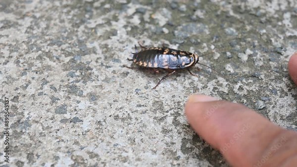 Cockroaches are a paraphyletic group of insects belonging to Blattodea. Its other name roaches. It is a house insects. These are found in almost all the houses.