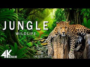 Jungle Wildlife In 4K - The World’s Largest Tropical Rainforest | Relaxation Film with Calming Music