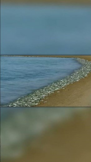 Nature’s Buffet – Birds Take Advantage of Fish Spawning