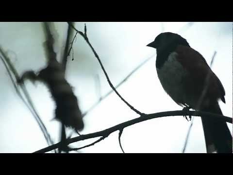 spotted towhee songs and calls