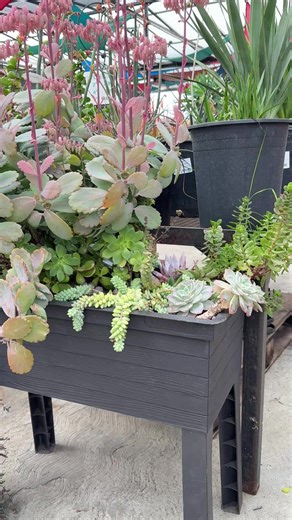 Watch how easy it is to transform any type of plant pot with Planterly. #planterly #fyp #gardenhack #gardening #succulents