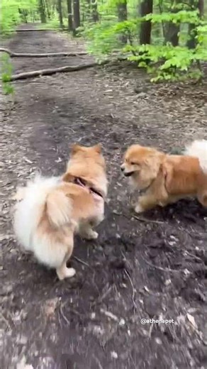 Two Happy Dogs Running Free