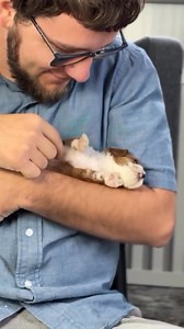 1K views · 12 reactions | Growing strong & healthy! #cavapoo #cavapoopuppy #cavapoos #cavapoopuppies #cavapooforsale #minicavapoo | Cavapoo puppies for adoption available near me | Facebook