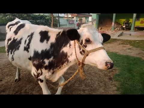 My new farm vlog #farming #support #farm#cow#feed