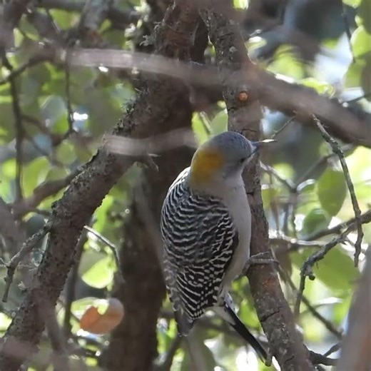 Golden-fronted Woodpecker Eating Insects in an Oak Tree (Watch Closely to See Its Tongue)