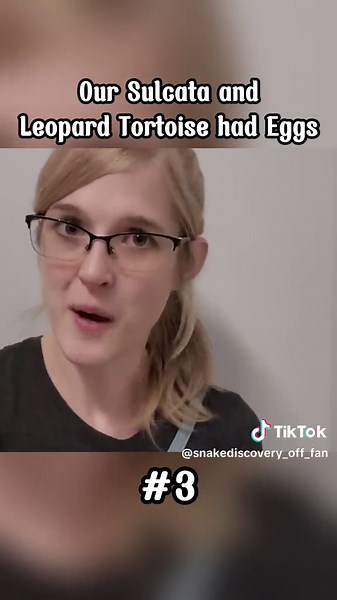 Sulcata and Leopard Tortoise Egg Hatching Guide