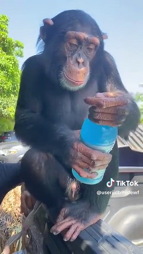 Orangutan Drinking Water TikTok Video