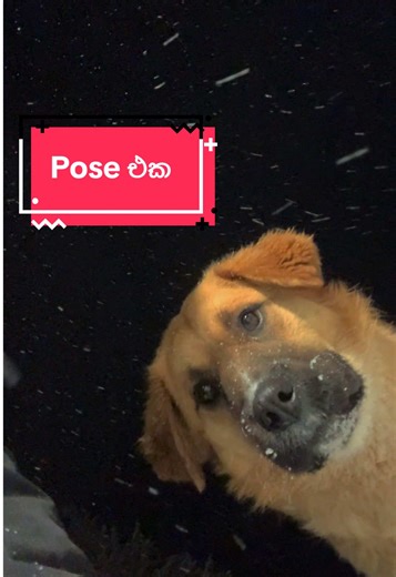 කනවා යකෝ.. 😂👍 #edmontonkollek #pets #dog #snow #sinhala
