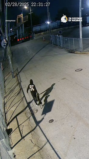 80K views · 3.8K reactions | Tennessee man who threw dog off bridge arrested. Act now: https://bit.ly/3RQL7jM Please share this post to maximize your impact, and consider making a donation to support our work on this issue https://bit.ly/4jDPdYI Thank you. #Justice4Animals | In Defense of Animals | Facebook