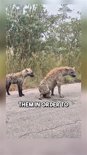 Here are some astonishing facts about animals that will truly amaze you. #lifestyle #facts #wildanimals #about #animals #nature | Facts about Animals