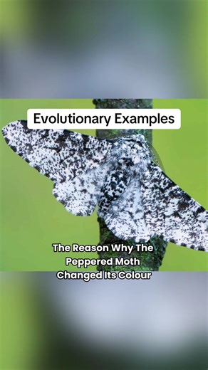 The Peppered Moth - One of the most powerful displays of Evolution in real time. #science #evolution #fyp