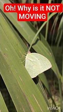 Morning Sunbathing Behavior of Common Emigrant Butterfly | Nature’s Way of Warming Up