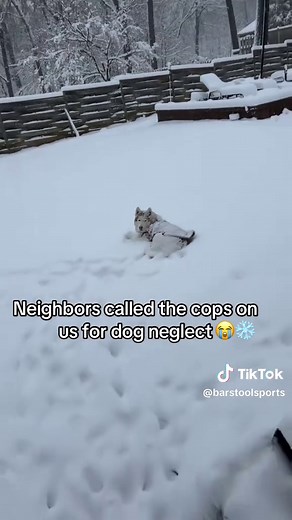 Snow Fun with a Siberian Husky in USA