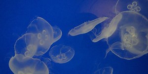 What Is Culture? And Can We Opt-Out?